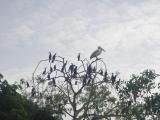 Yala National Park